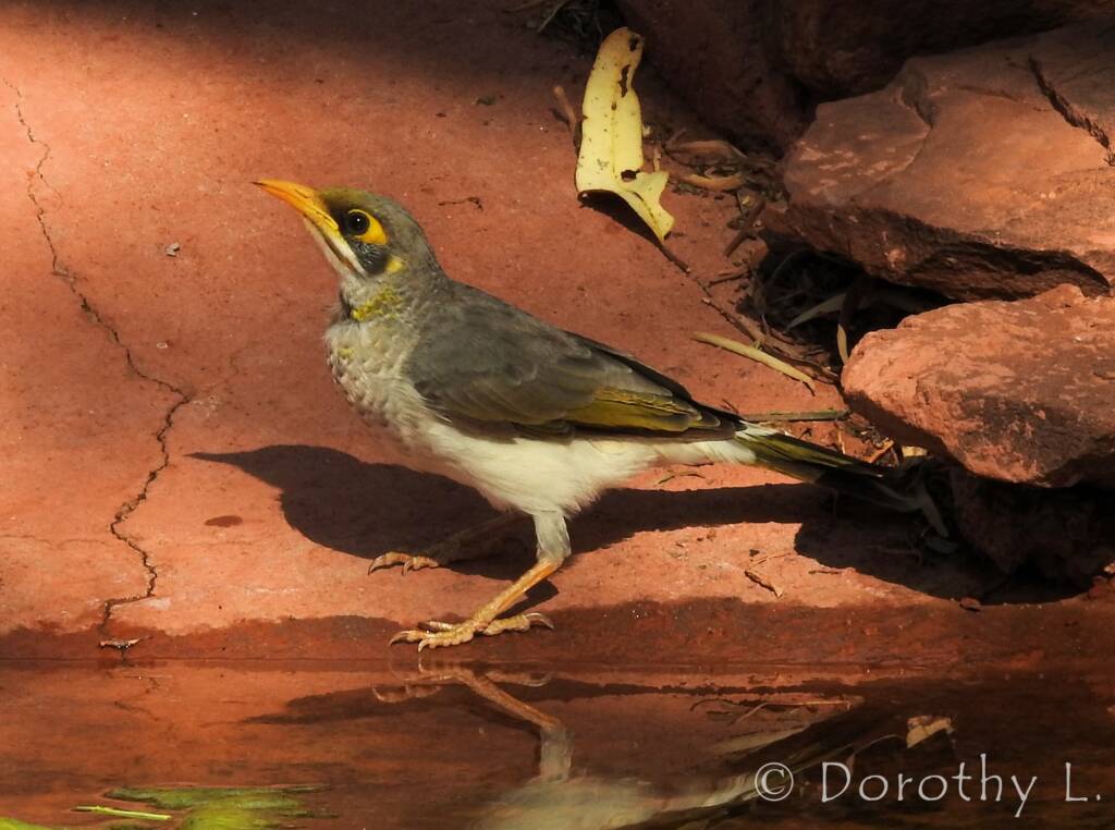 Yellow-throated Miner (Manorina flavigula)