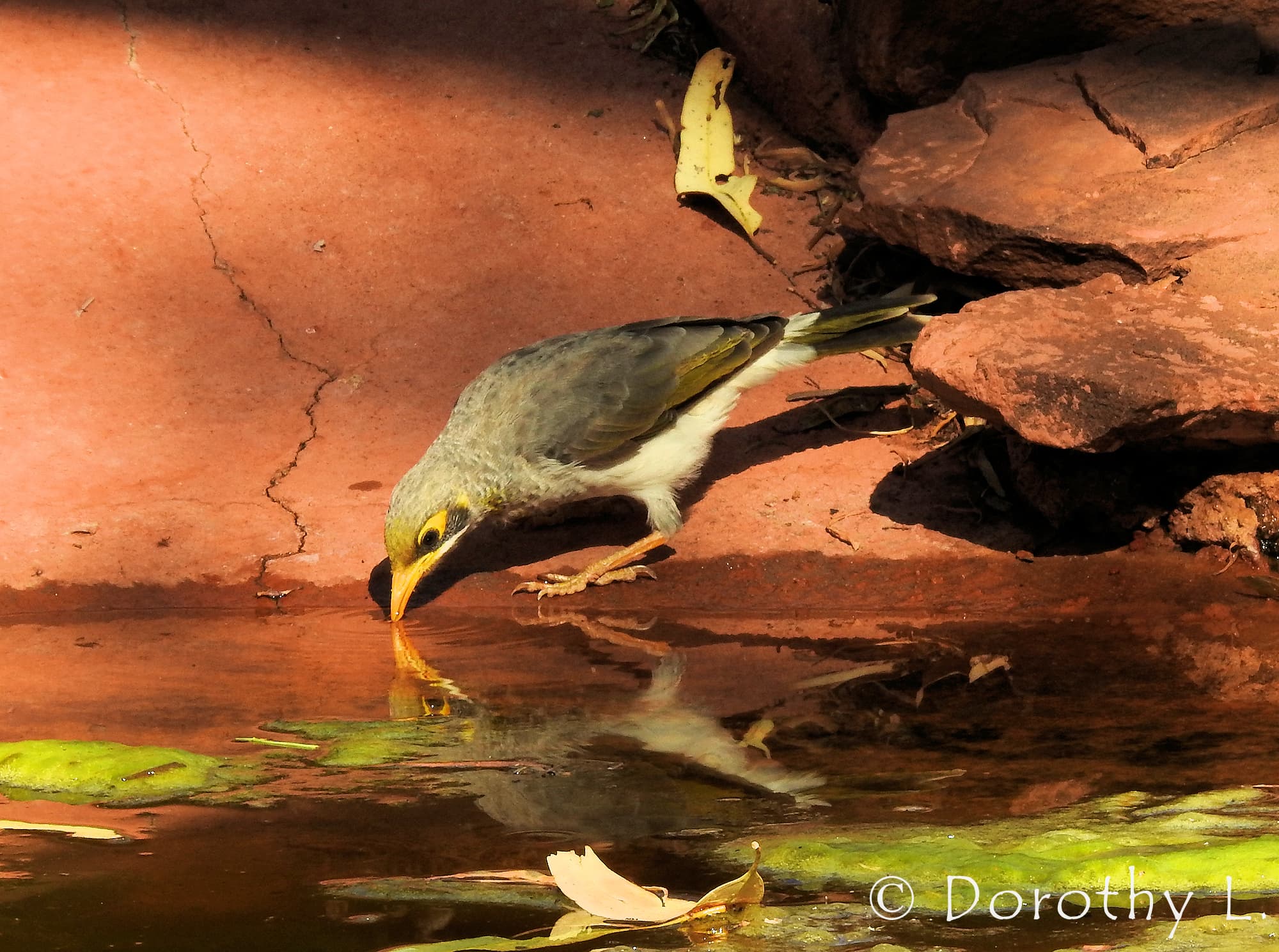 Yellow-throated Miner (Manorina flavigula)
