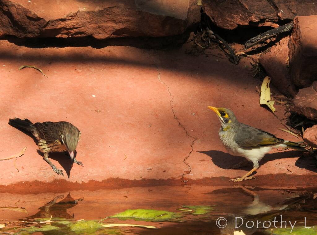 Spiny-cheeked Honeyeater and Yellow-throated Miner