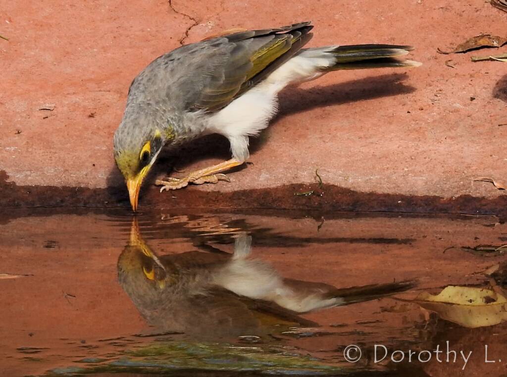 Yellow-throated Miner (Manorina flavigula)