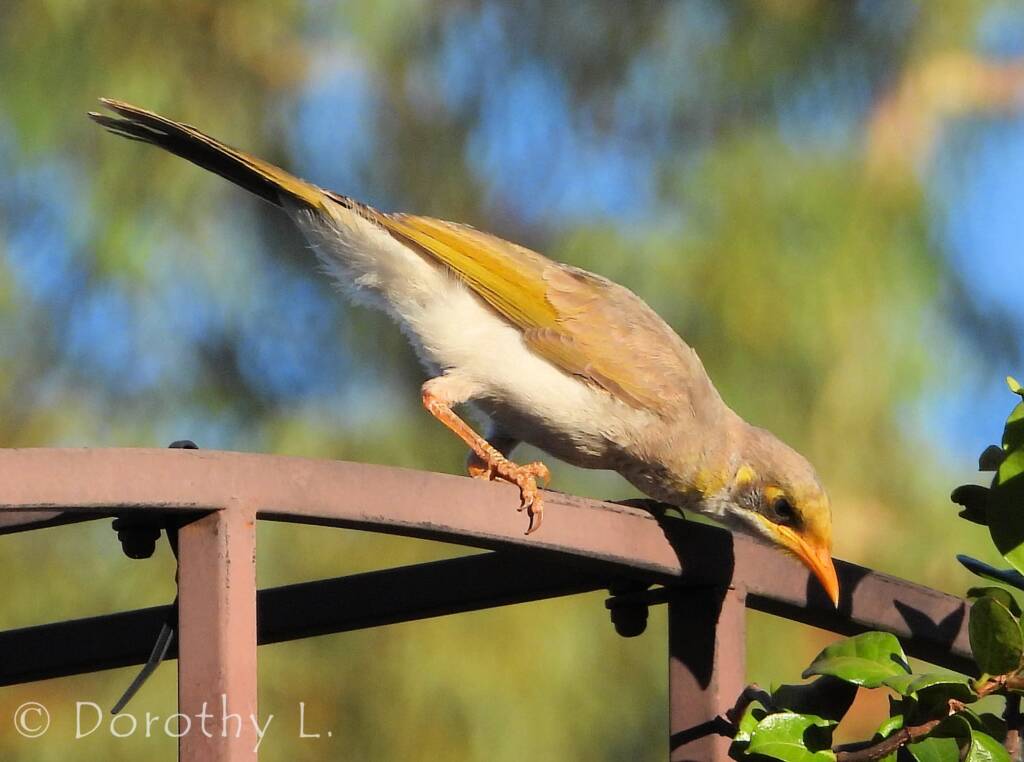 Yellow-throated Miner (Manorina flavigula)