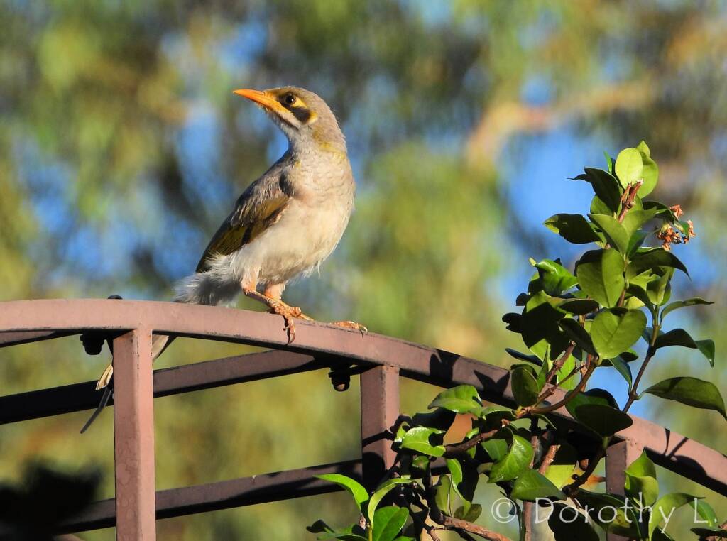 Yellow-throated Miner (Manorina flavigula)