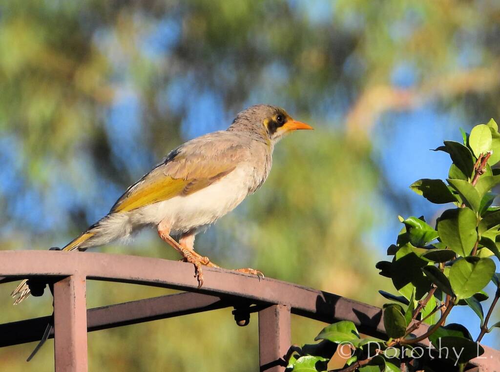 Yellow-throated Miner (Manorina flavigula)