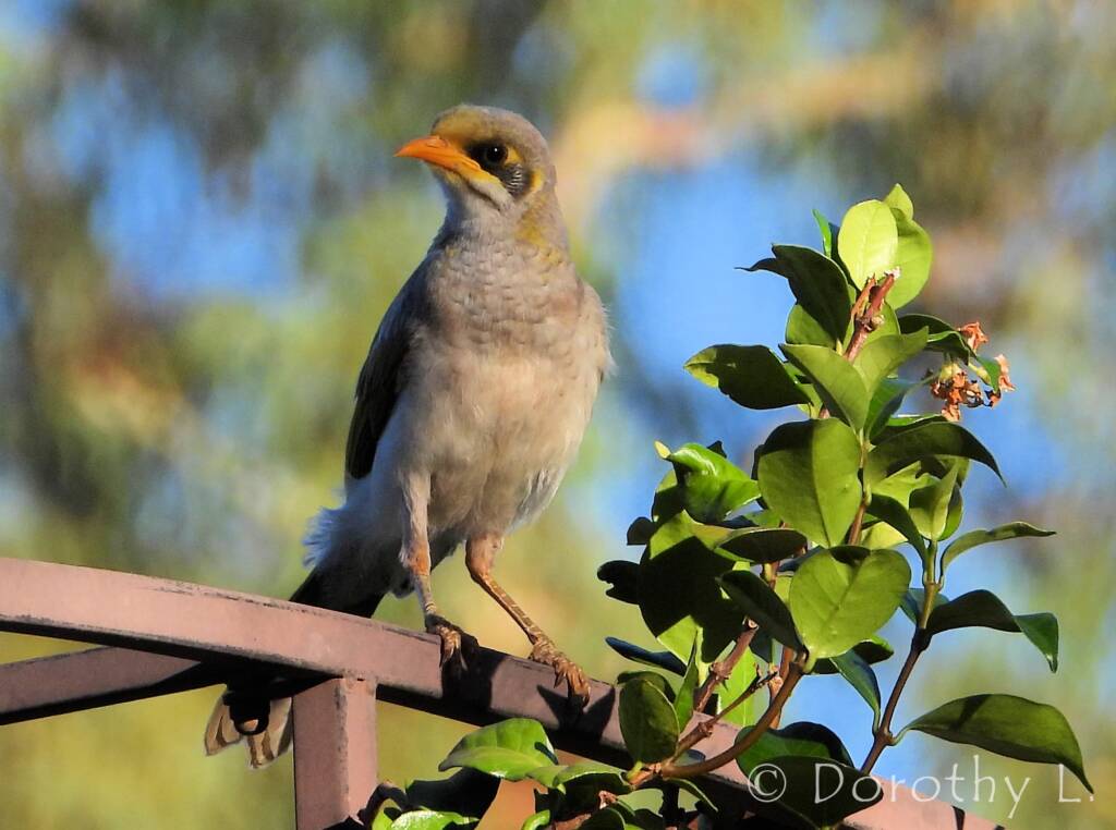 Yellow-throated Miner (Manorina flavigula)