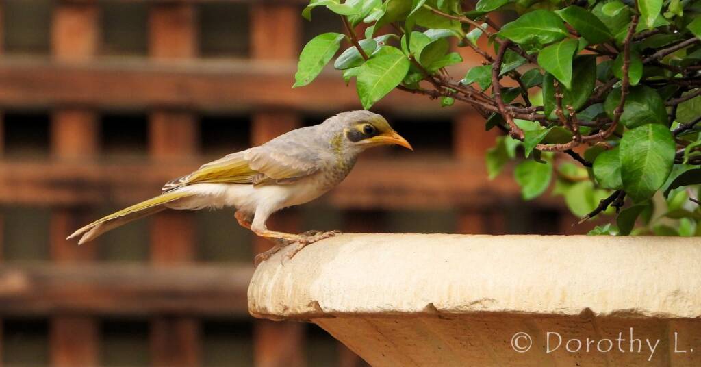 Yellow-throated Miner (Manorina flavigula)