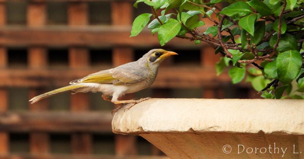 Yellow-throated Miner (Manorina flavigula)