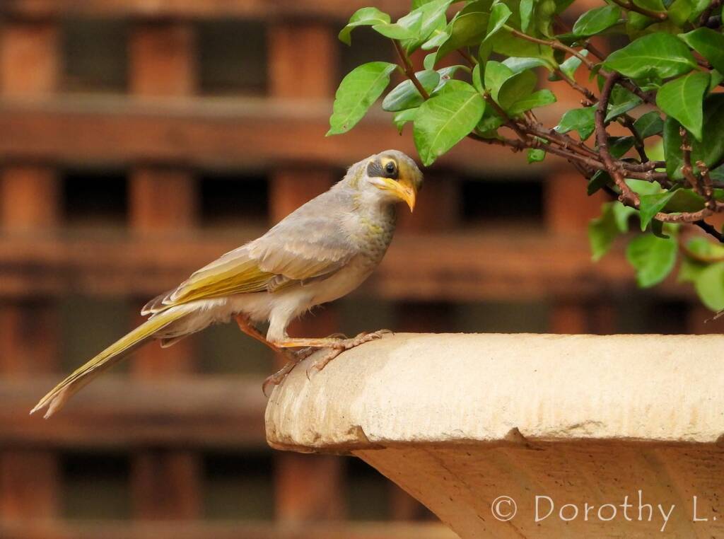 Yellow-throated Miner (Manorina flavigula)