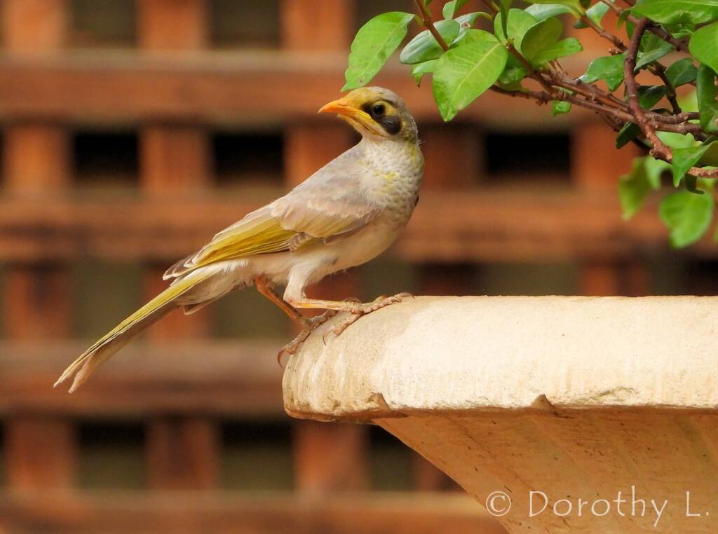 Yellow-throated Miner (Manorina flavigula)