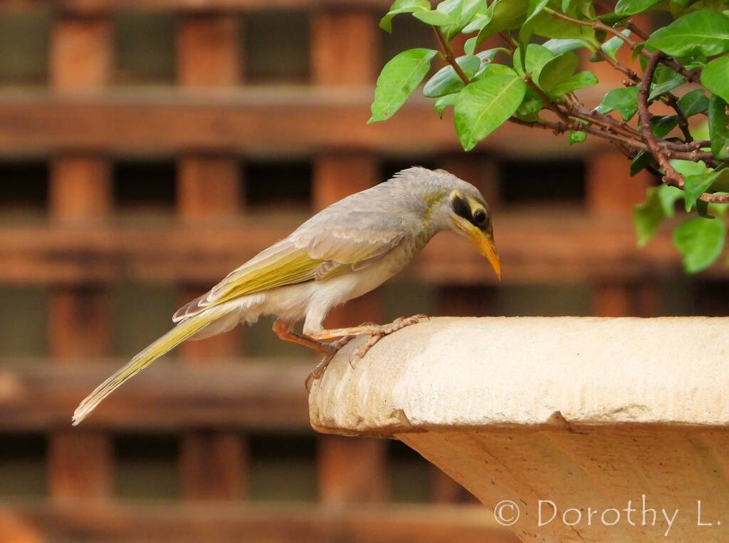 Yellow-throated Miner (Manorina flavigula)