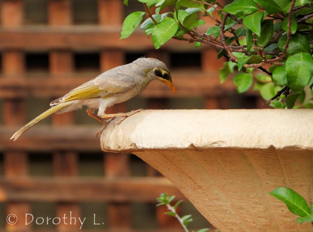 Yellow-throated Miner (Manorina flavigula)