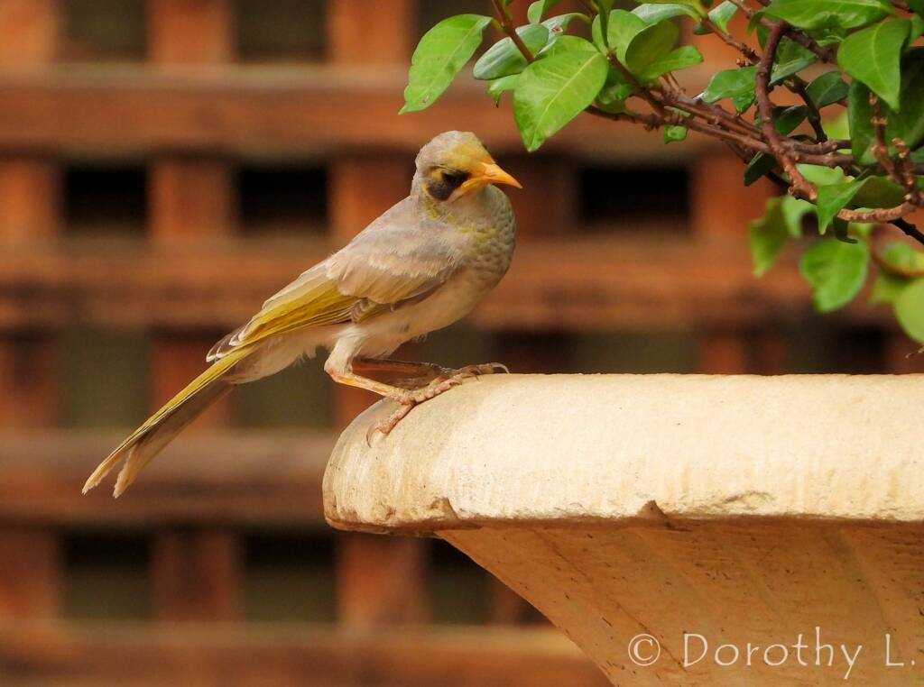 Yellow-throated Miner (Manorina flavigula)