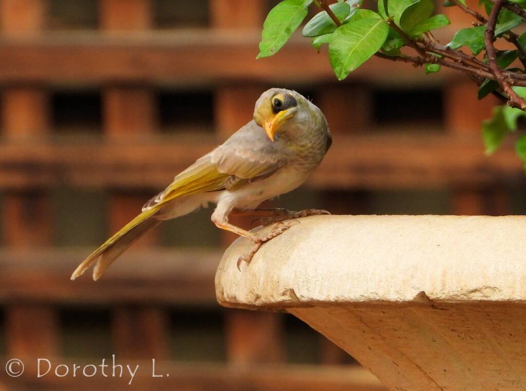 Yellow-throated Miner (Manorina flavigula)