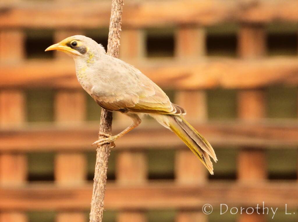 Yellow-throated Miner (Manorina flavigula)