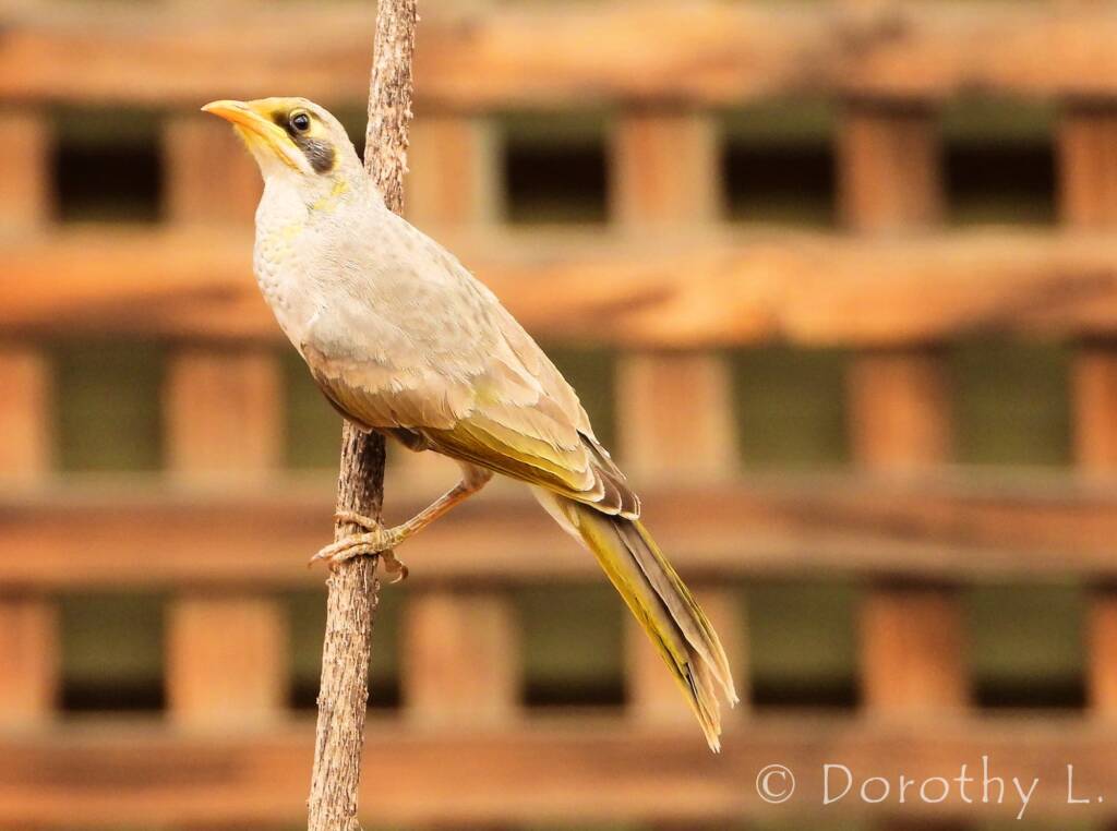 Yellow-throated Miner (Manorina flavigula)