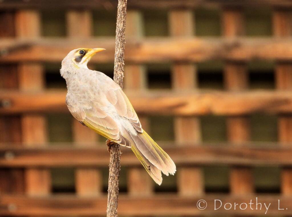 Yellow-throated Miner (Manorina flavigula)