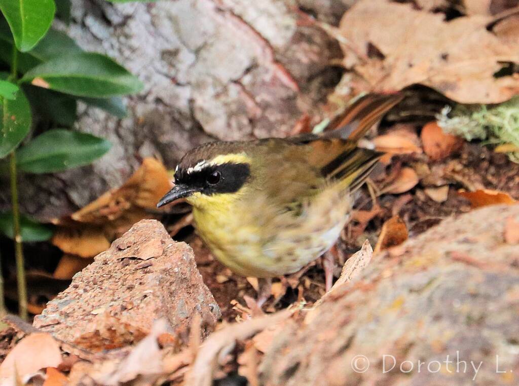 Yellow-throated Scrubwren (Neosericornis citreogularis)