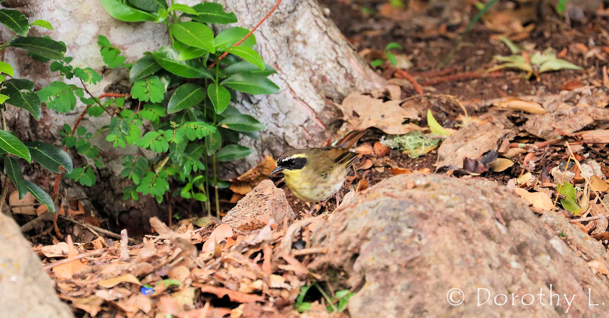 Yellow-throated Scrubwren (Neosericornis citreogularis)