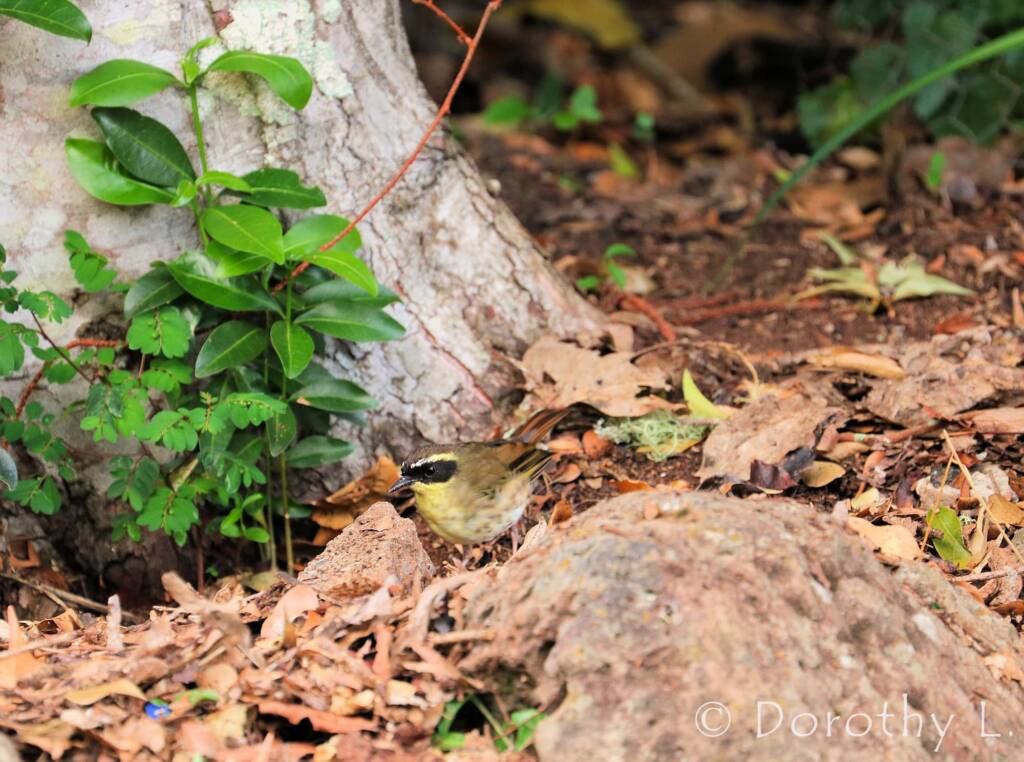 Yellow-throated Scrubwren (Neosericornis citreogularis)