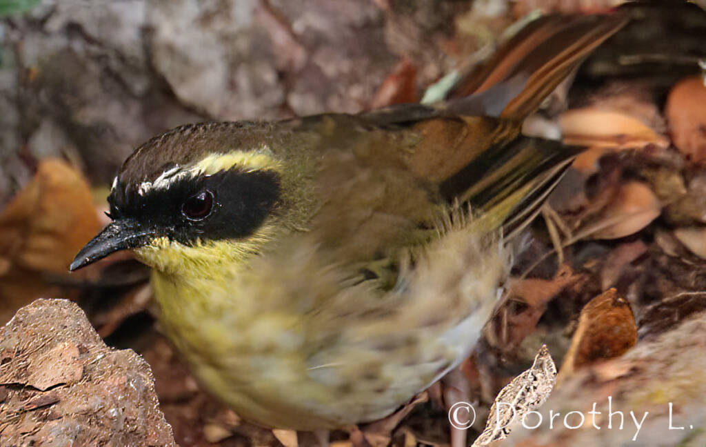 Yellow-throated Scrubwren (Neosericornis citreogularis)
