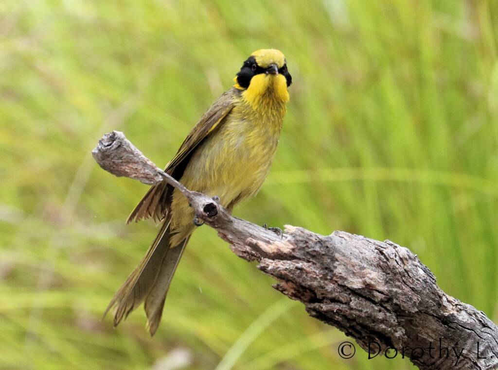 Yellow-tufted Honeyeater (Lichenostomus melanops)