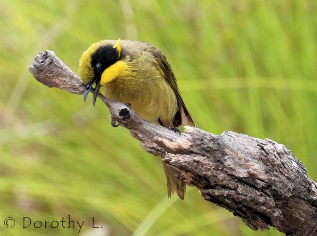 Yellow-tufted Honeyeater (Lichenostomus melanops)