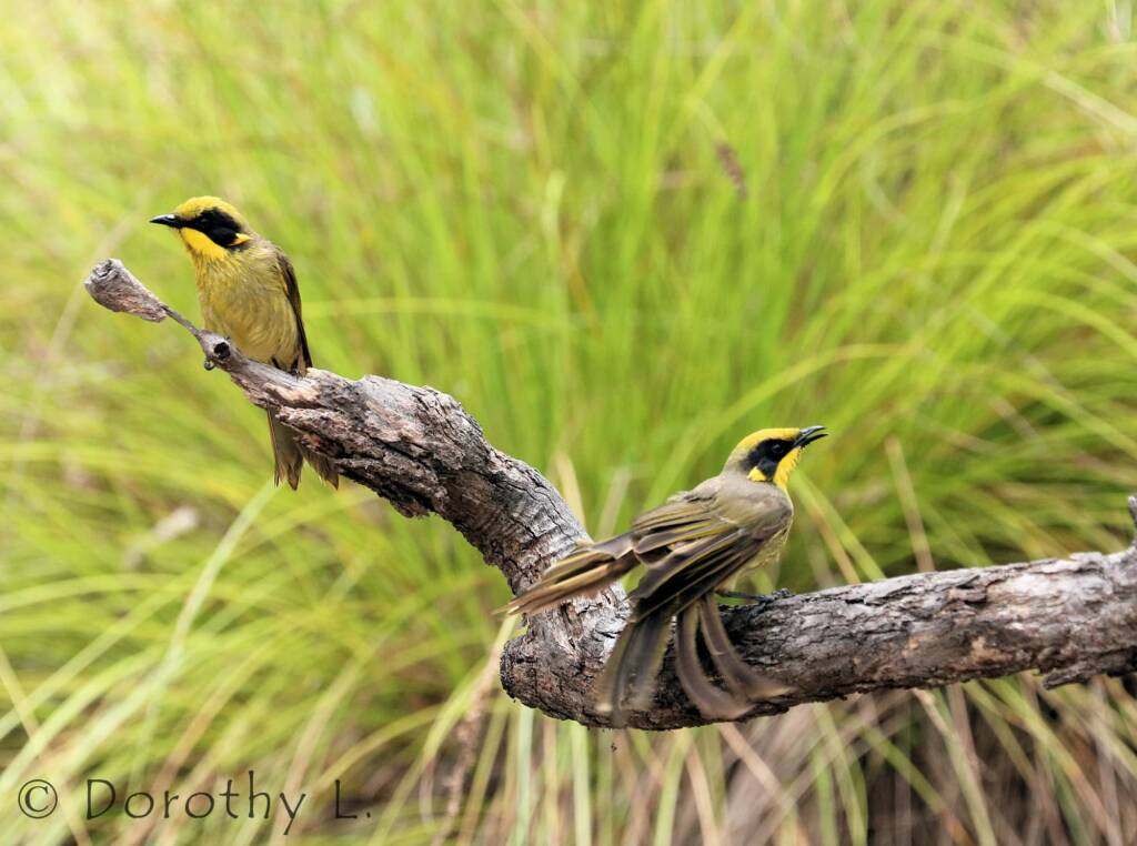 Yellow-tufted Honeyeater (Lichenostomus melanops)
