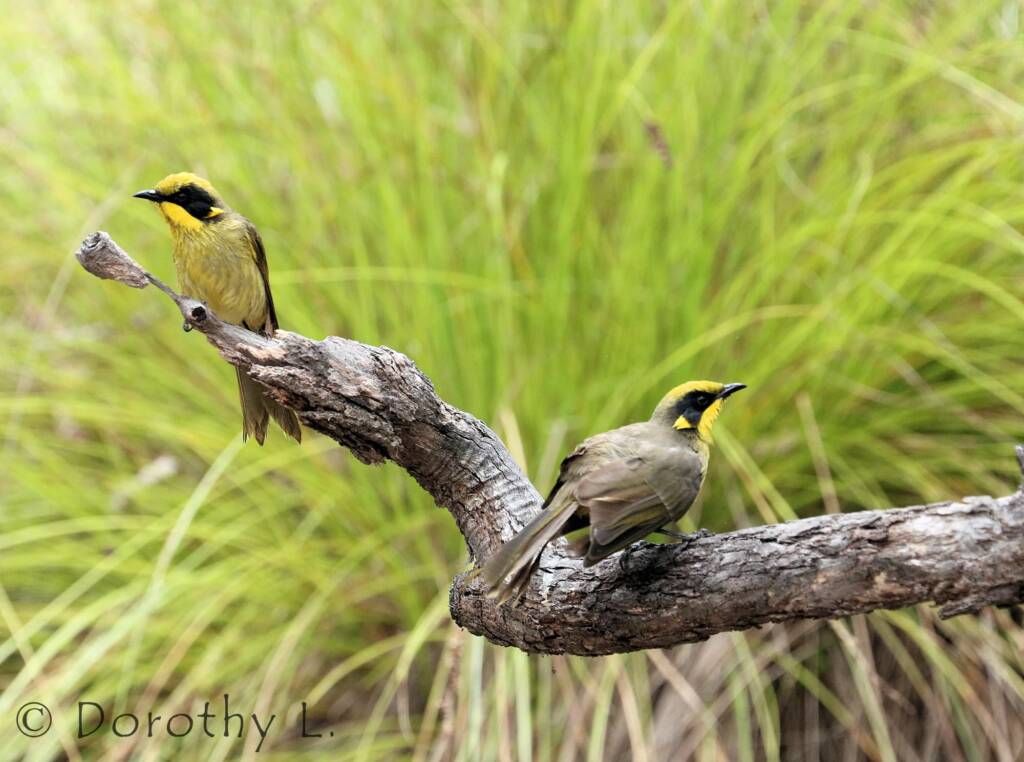 Yellow-tufted Honeyeater (Lichenostomus melanops)
