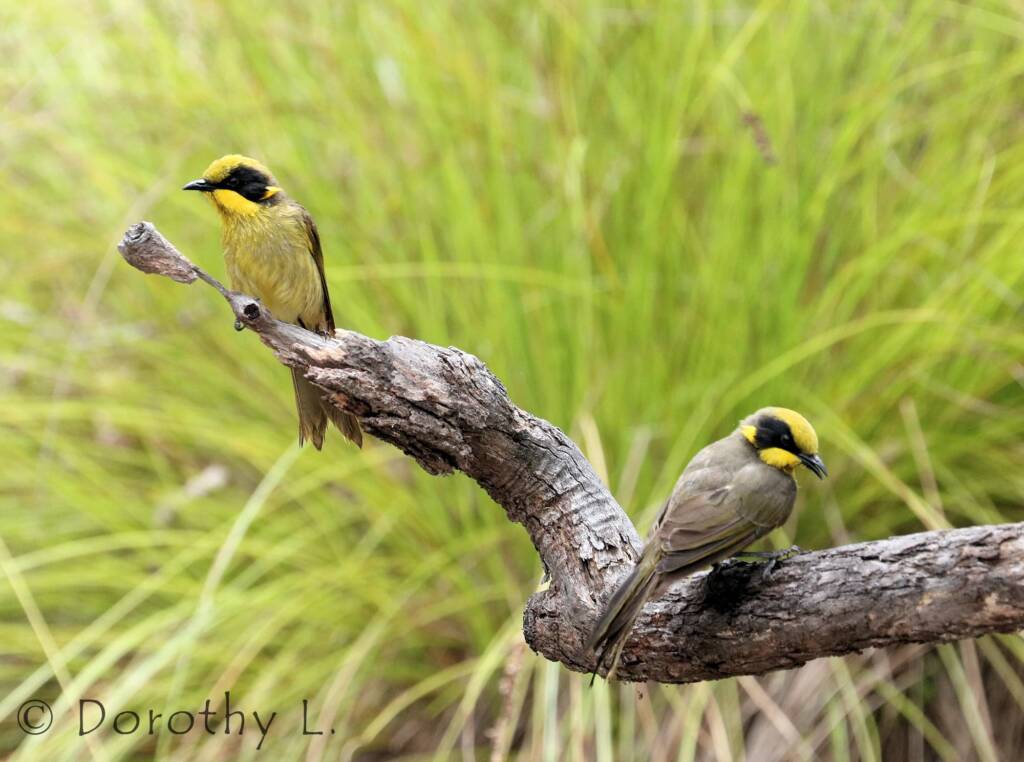 Yellow-tufted Honeyeater (Lichenostomus melanops)
