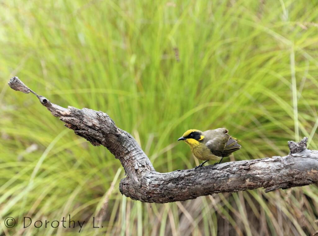 Yellow-tufted Honeyeater (Lichenostomus melanops)