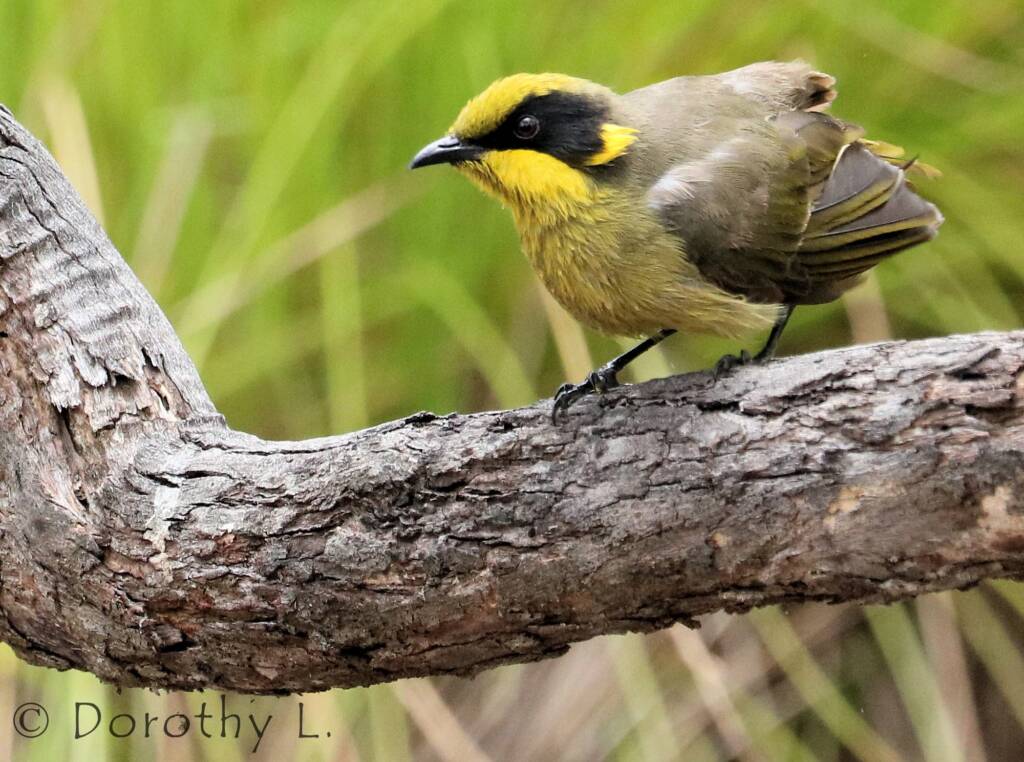 Yellow-tufted Honeyeater (Lichenostomus melanops)