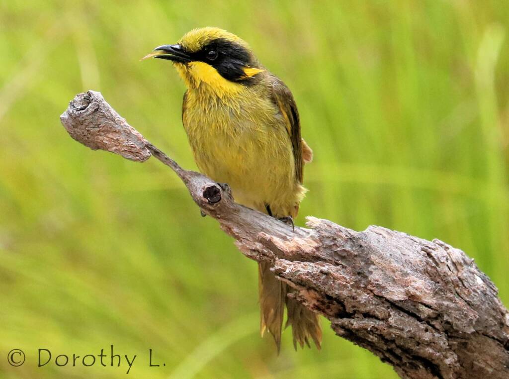 Yellow-tufted Honeyeater (Lichenostomus melanops)