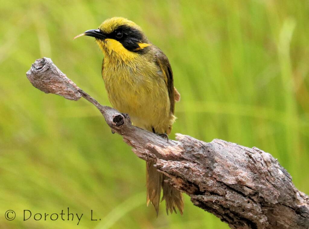 Yellow-tufted Honeyeater (Lichenostomus melanops)