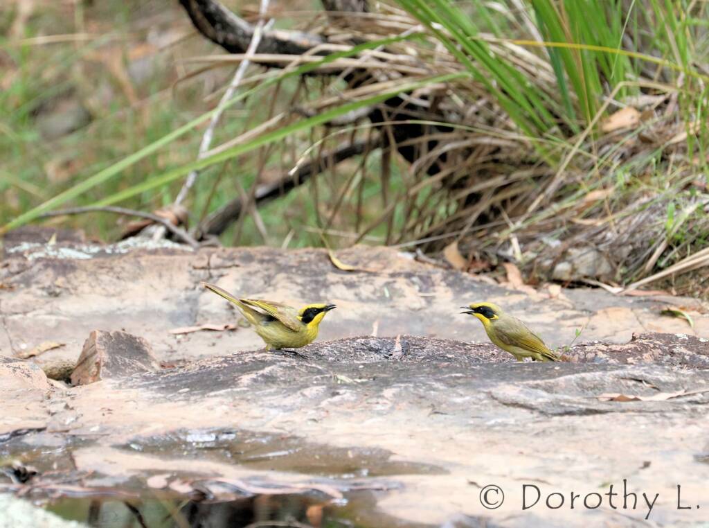 Yellow-tufted Honeyeater (Lichenostomus melanops)