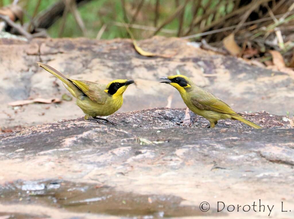 Yellow-tufted Honeyeater (Lichenostomus melanops)