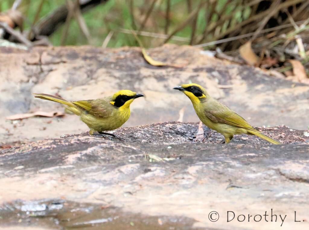 Yellow-tufted Honeyeater (Lichenostomus melanops)