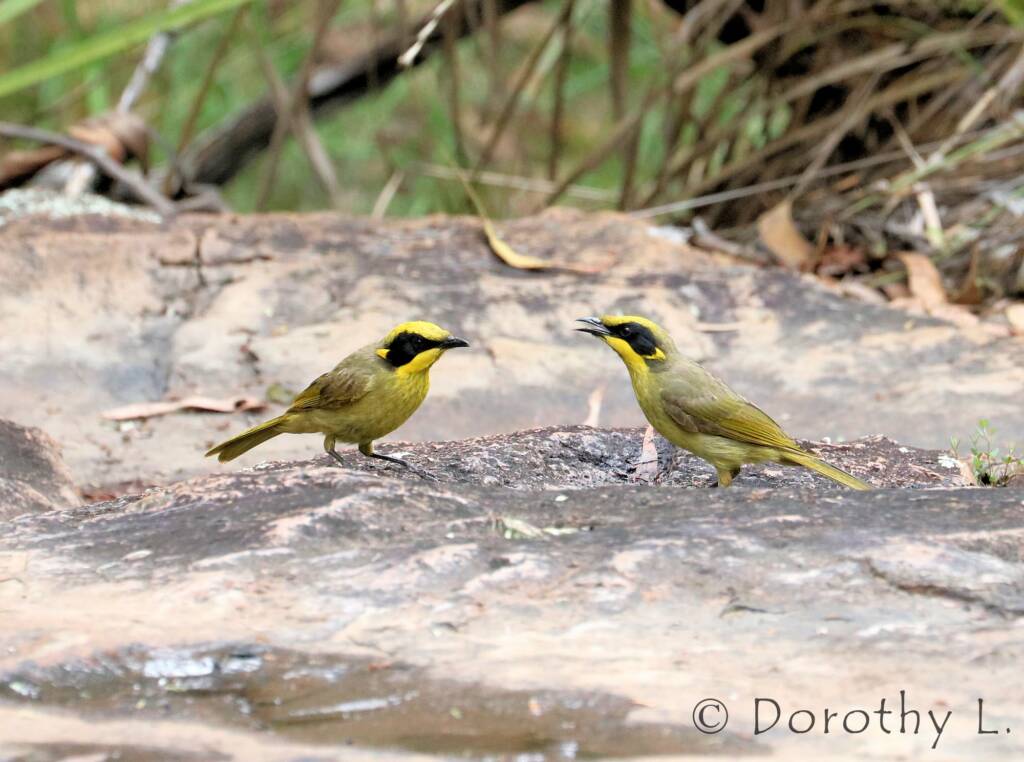 Yellow-tufted Honeyeater (Lichenostomus melanops)