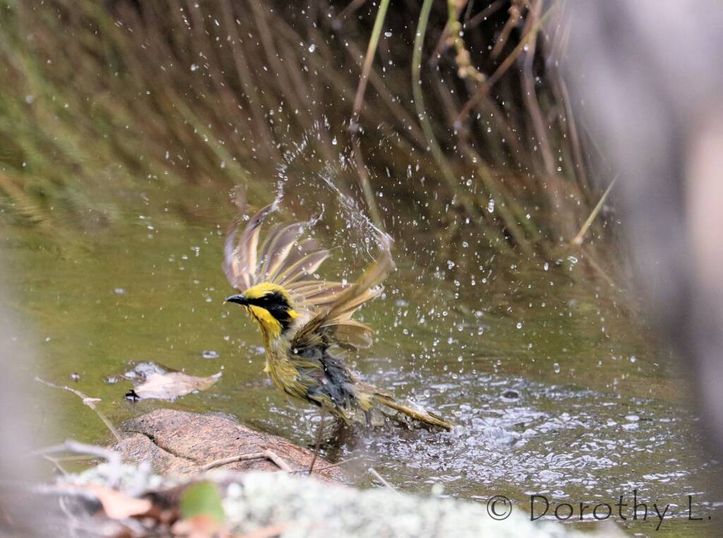 Yellow-tufted Honeyeater (Lichenostomus melanops)