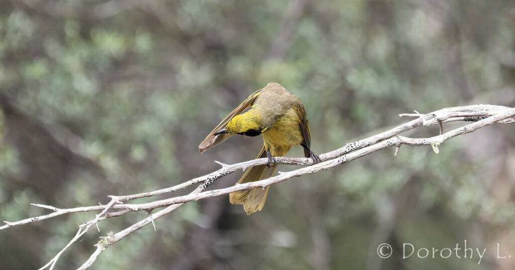 Yellow-tufted Honeyeater (Lichenostomus melanops)