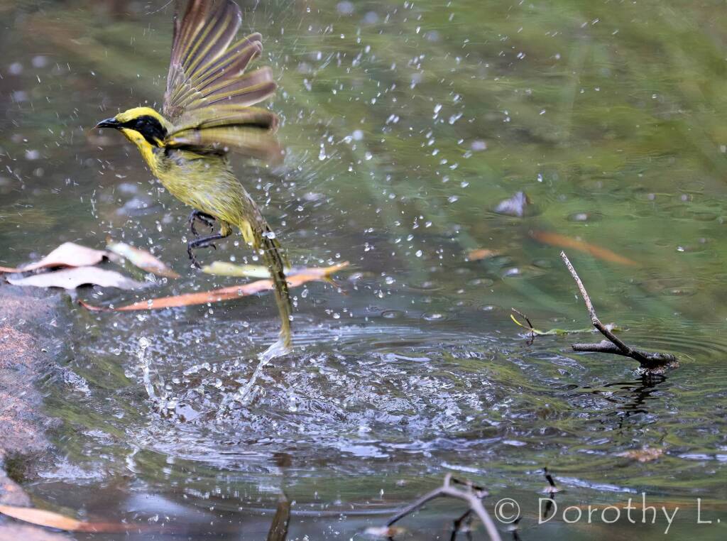 Yellow-tufted Honeyeater (Lichenostomus melanops)