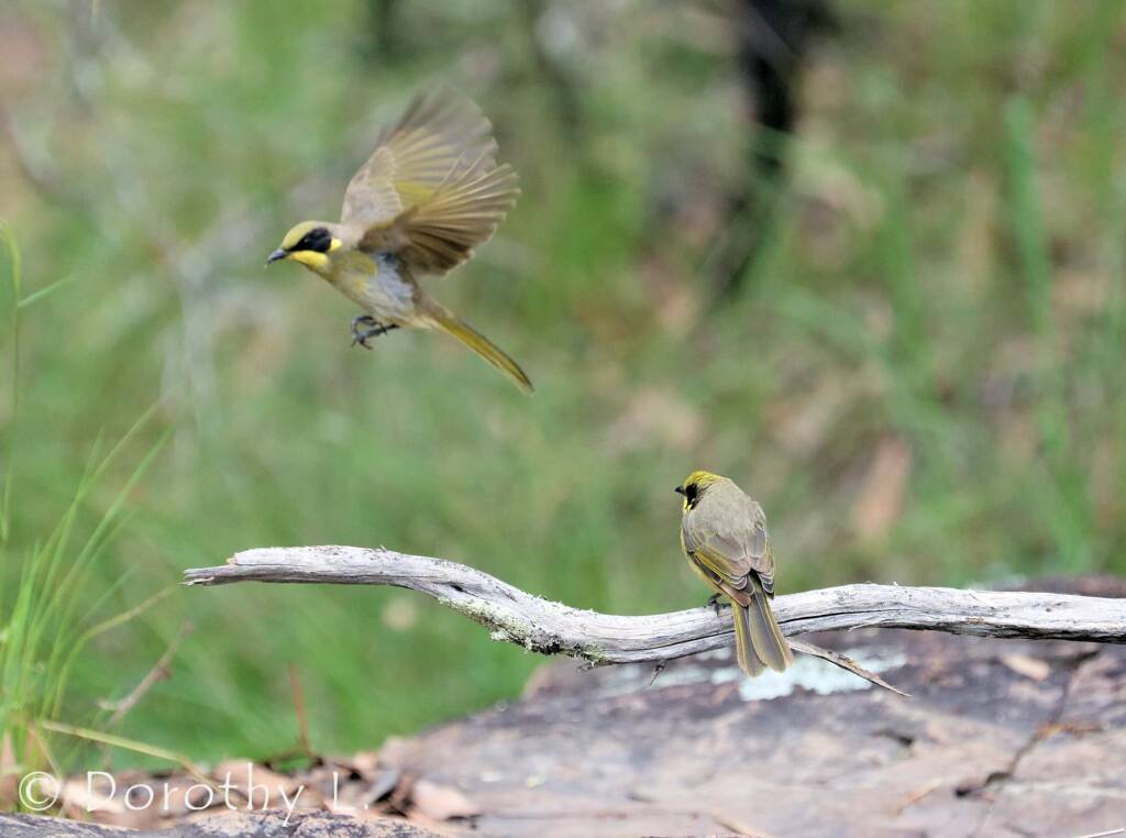 Yellow-tufted Honeyeater (Lichenostomus melanops)