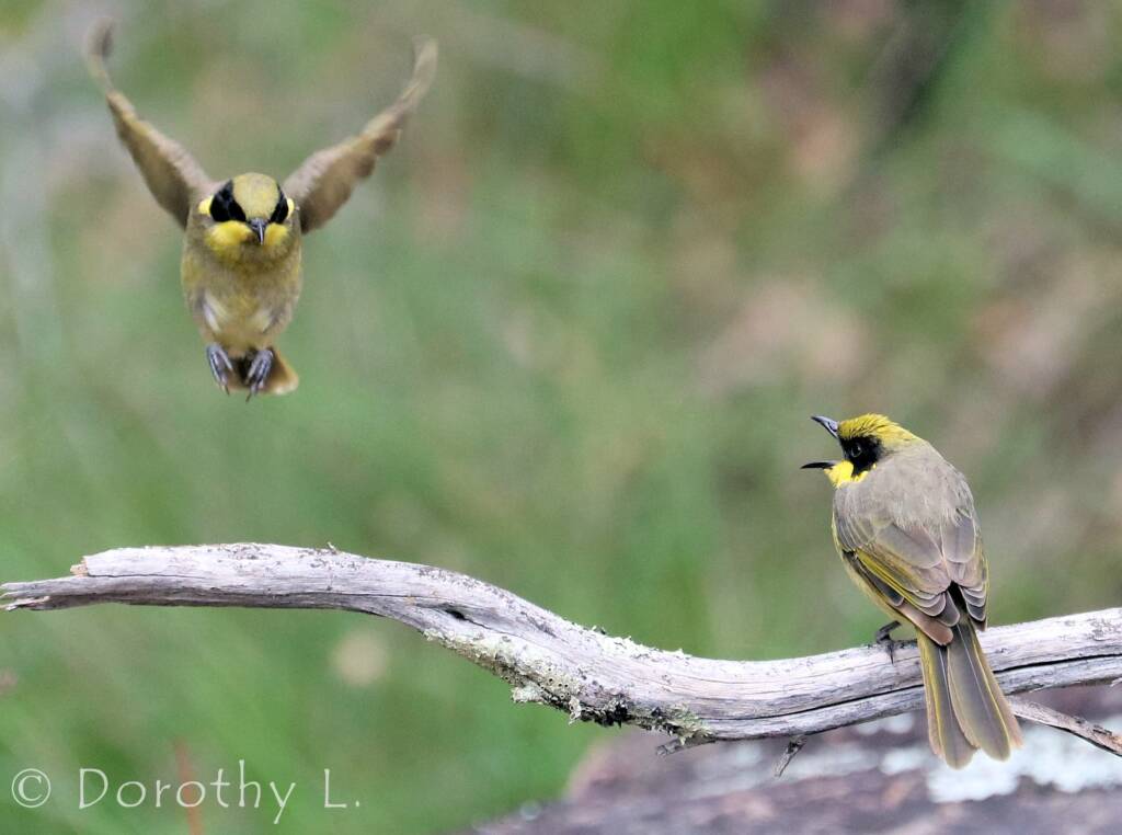 Yellow-tufted Honeyeater (Lichenostomus melanops)