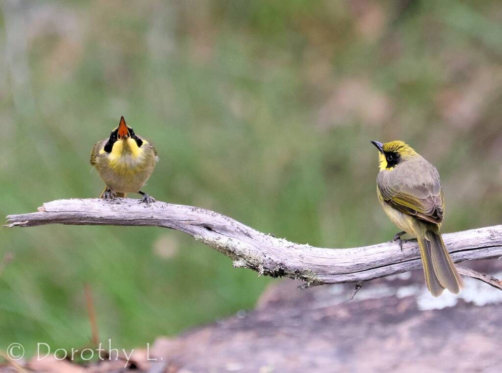 Yellow-tufted Honeyeater (Lichenostomus melanops)