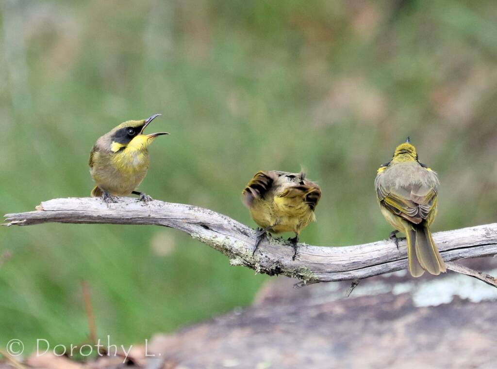 Yellow-tufted Honeyeater (Lichenostomus melanops)