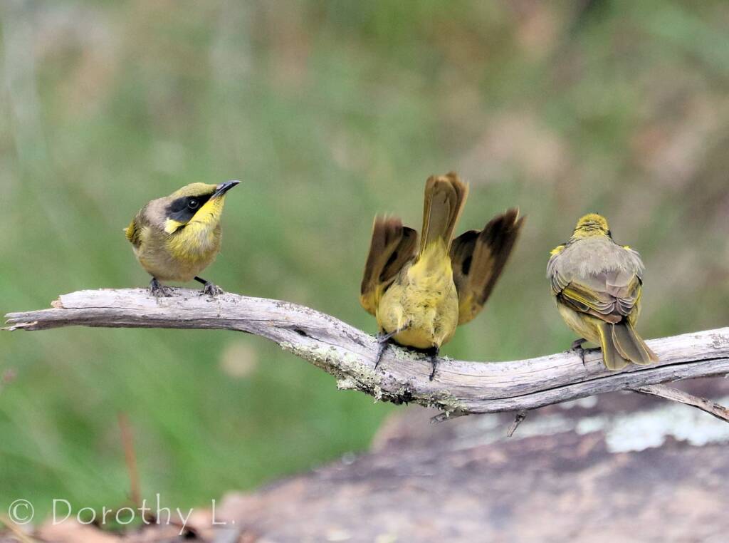 Yellow-tufted Honeyeater (Lichenostomus melanops)