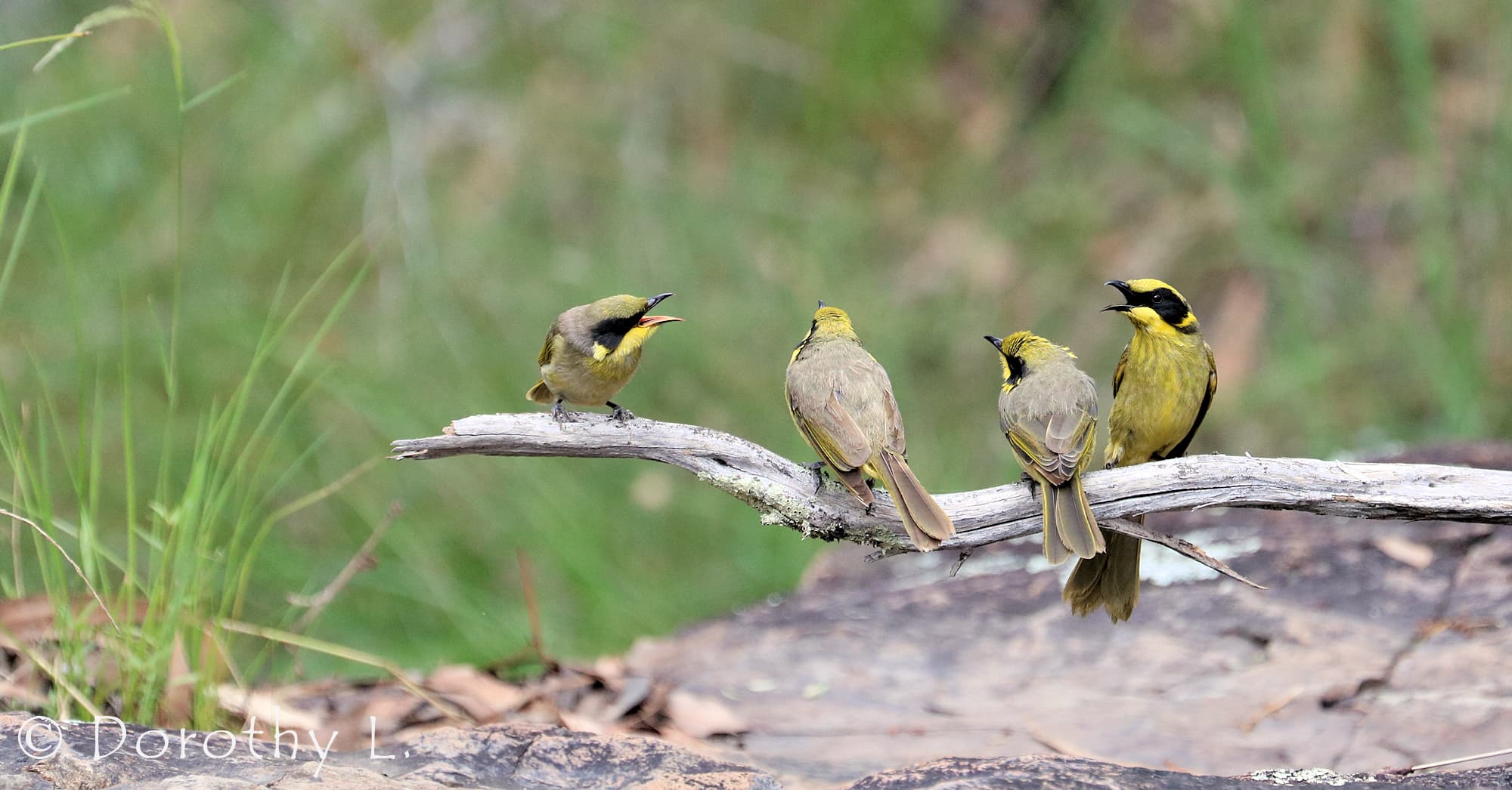 Yellow-tufted Honeyeater (Lichenostomus melanops)