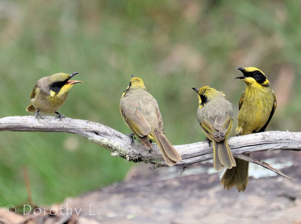 Yellow-tufted Honeyeater (Lichenostomus melanops)