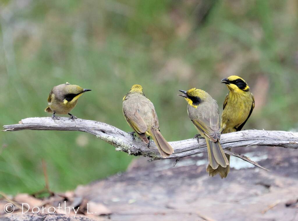 Yellow-tufted Honeyeater (Lichenostomus melanops)