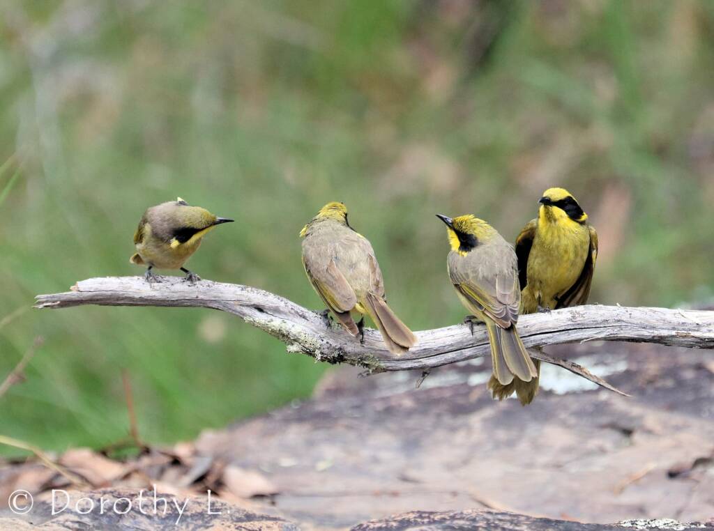 Yellow-tufted Honeyeater (Lichenostomus melanops)