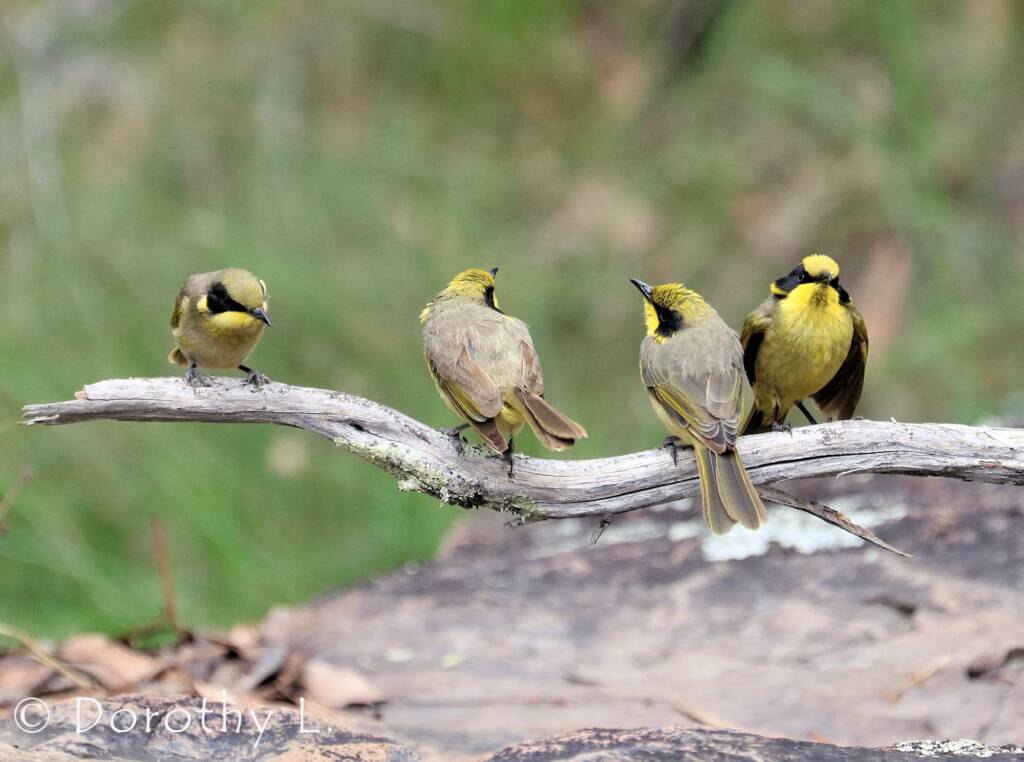 Yellow-tufted Honeyeater (Lichenostomus melanops)