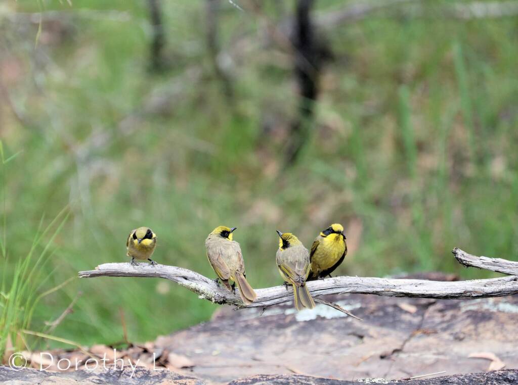Yellow-tufted Honeyeater (Lichenostomus melanops)